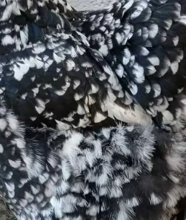 plumaje Gallina Brahma moteada en colombia boyaca