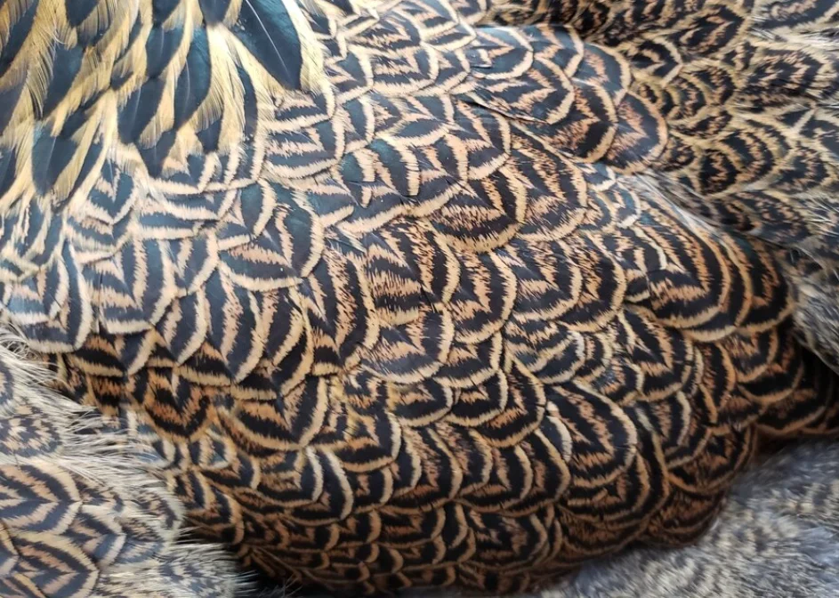 plumaje gallinas brahma perdiz dorado en boyaca colombia