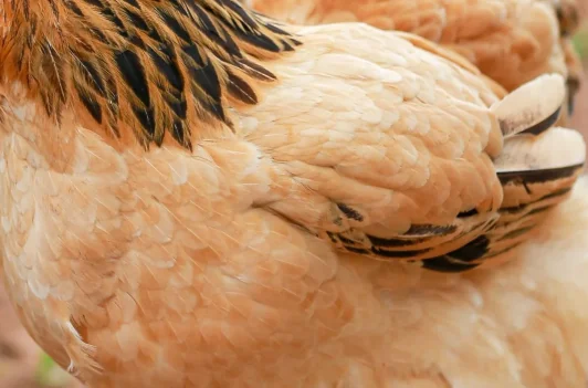 plumas pollos brahma buff negro