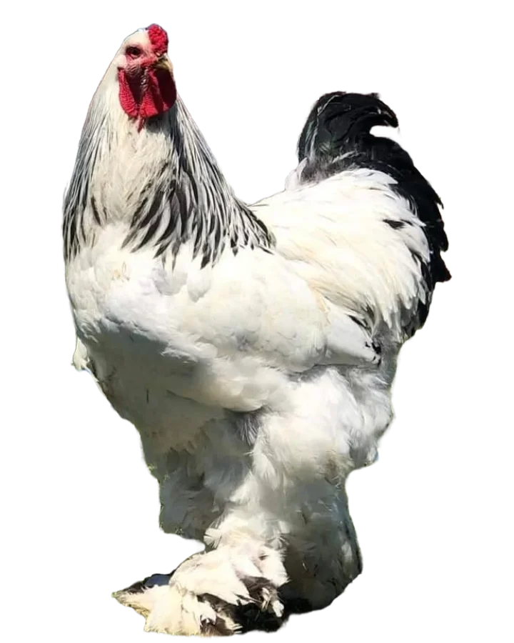gallo brahma armiñado en colombia