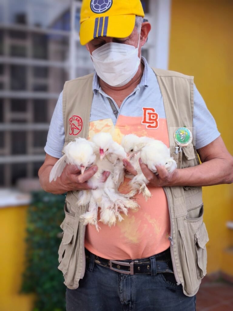 Criador de pollos raza Brahma