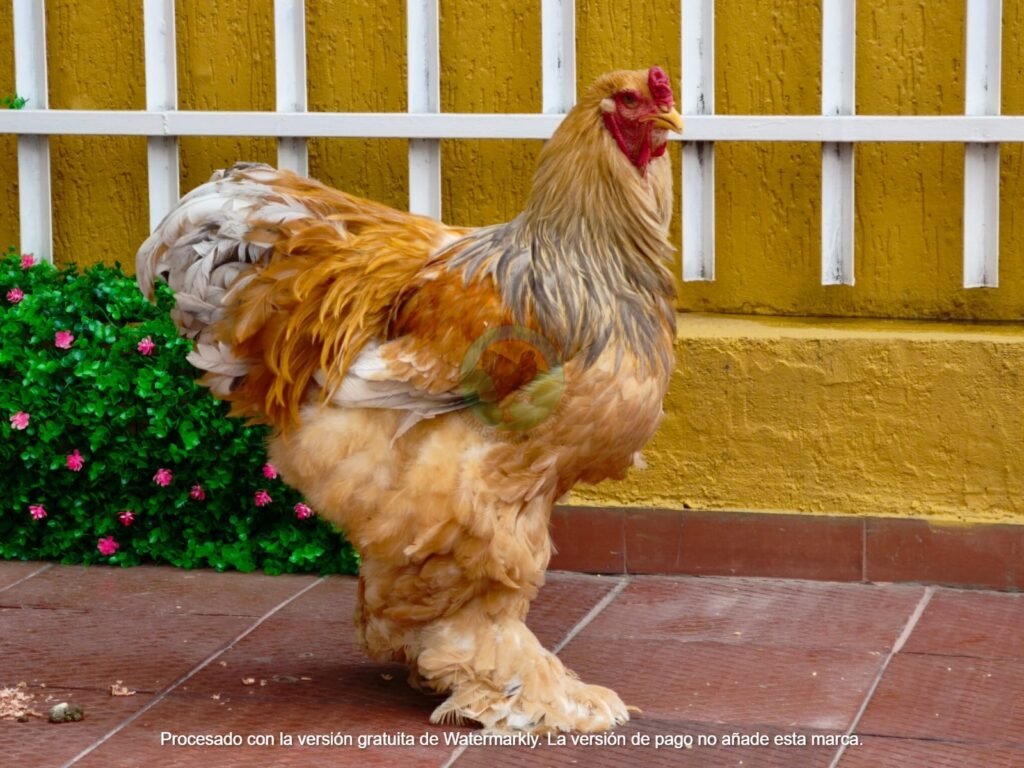 Gallo Brahma Lemon
