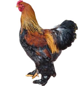 Gallo Brahma Perdiz Dorada en Venta Colombia