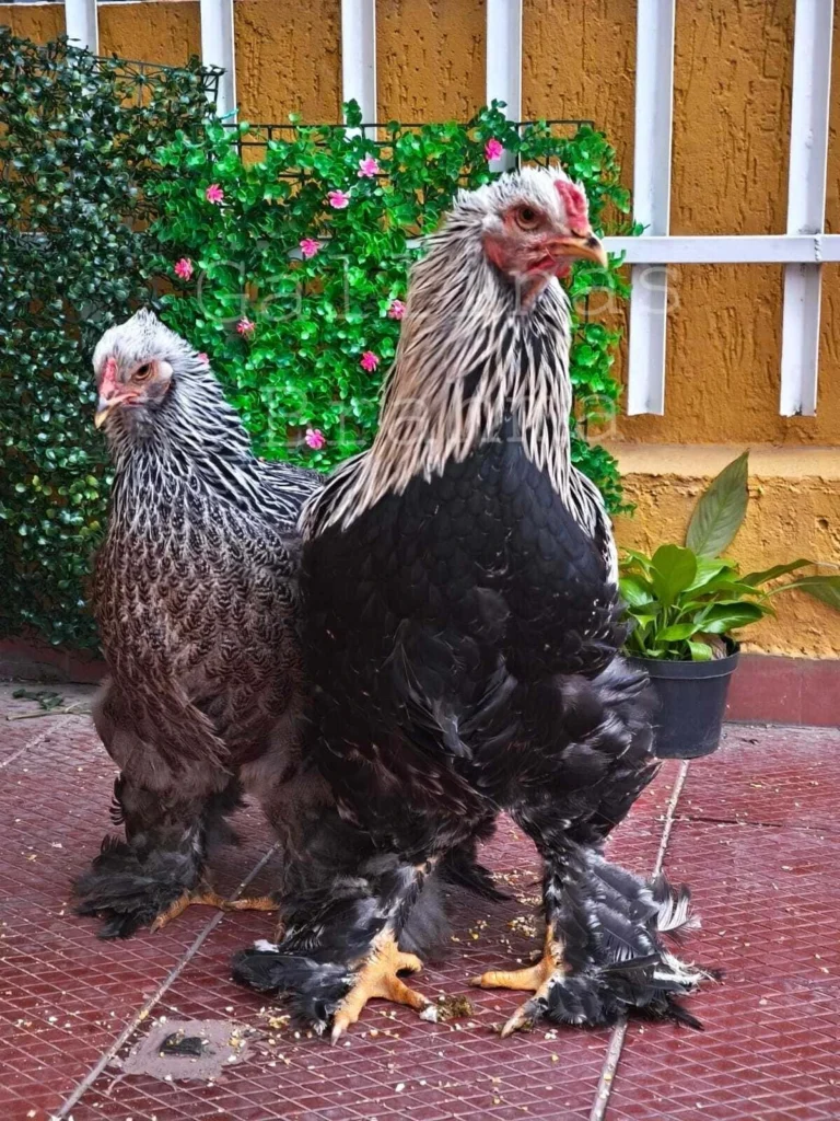 Gallina y Gallo Brahma Perdiz Plata