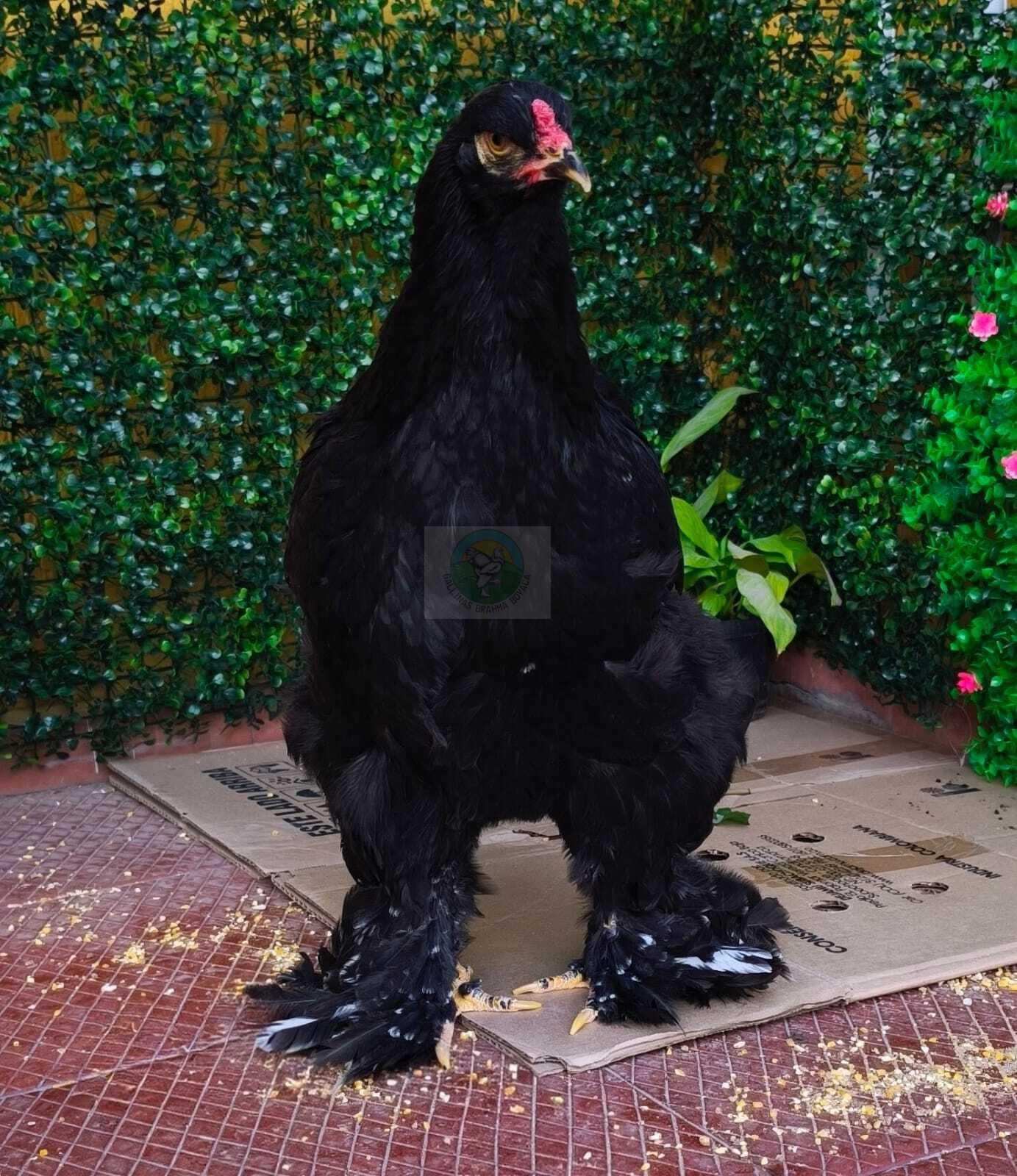 Pollo Brahma Negro - venta de aves y huevos brama