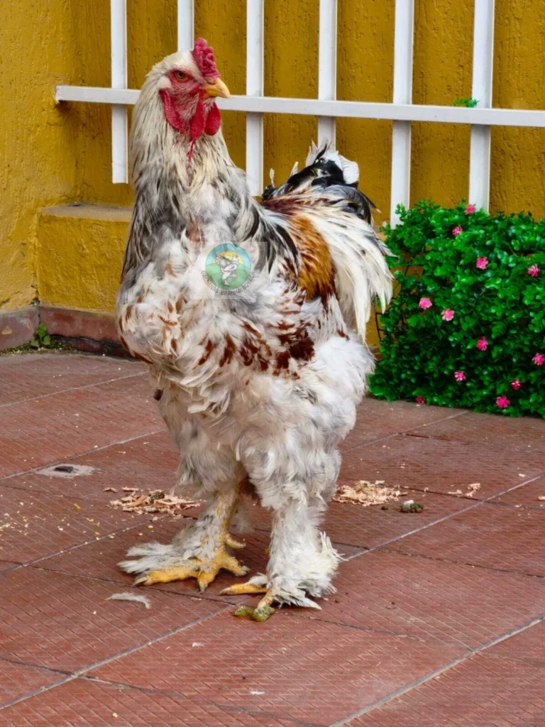 Pollo Brahma Buff Columbian