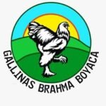 @gallinas_brahma_boyaca