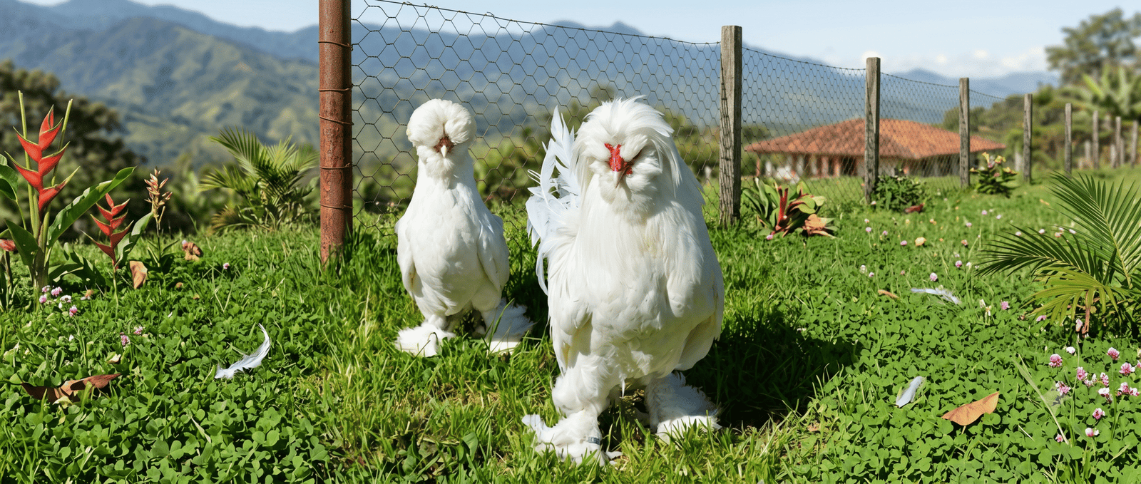 Pareja de gallinas Sultán blancas en un corral en Boyacá