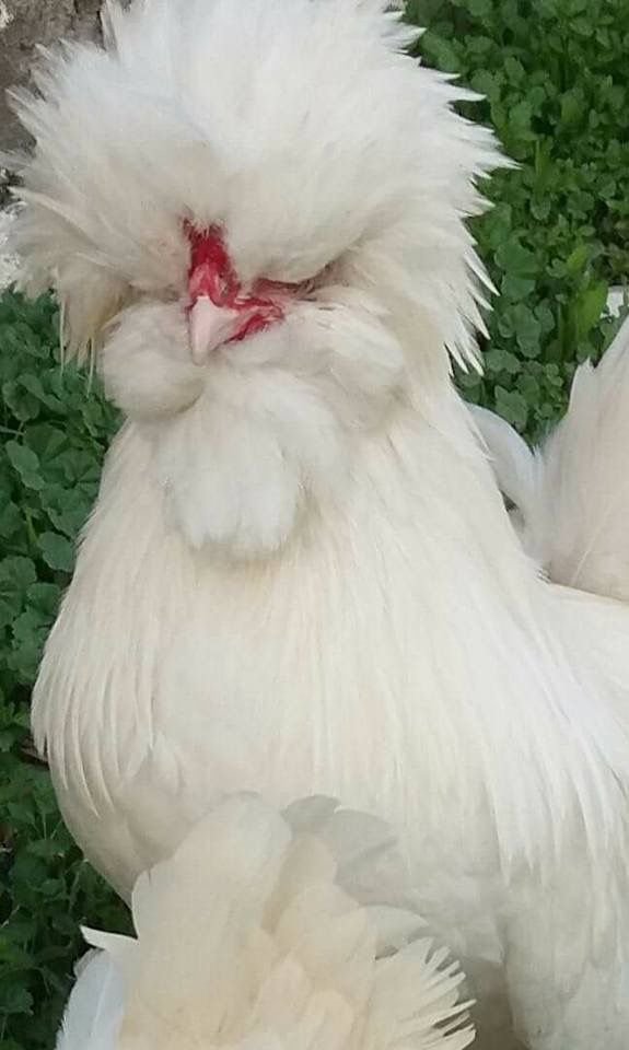 Gallina Sultán blanca con copete y barba en un criadero de Colombia