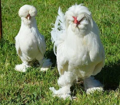 Gallina Sultán blanca con copete, criada en Boyacá, Colombia