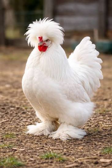 Detalle de las patas emplumadas de una gallina Sultán