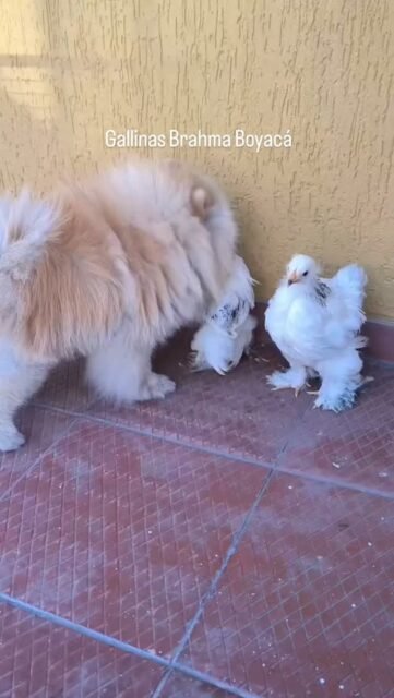 Dos pollitos Brahma Armiñado de un mes conociendo a un amigo #brahma #gallosbrahma #pollitosdecolores🐥 #pollitos