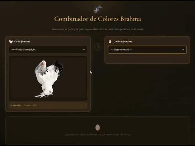 Cruces de colores en gallinas Brahma Armiñado: Guia completa #brahmalight #gallinas #gallosbrahma #pollitos