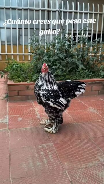 cuánto crees que puede pasar este lindo gallo moteado? #gallosbrahma #brahmamottled #brahmamoteado #brahmachickens