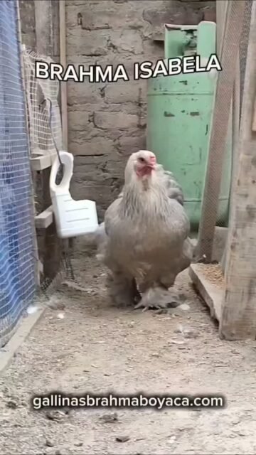 #pollos #gallinas #pollitosbrahma #gallosbrahma #gallinasbrahma🐔🐓🐥