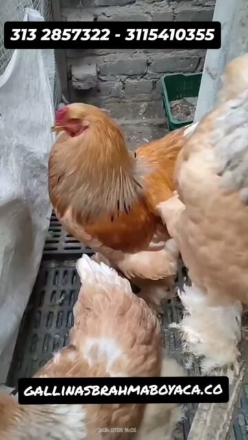 Gallinas Brahma limon #gallinas #gallosbrahma #gallinasbrahma🐔🐓🐥