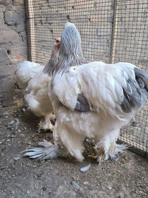 Que color es?  #pollitosbrahma #brahmachickens #gallinabrahma #gallinas #pollitos