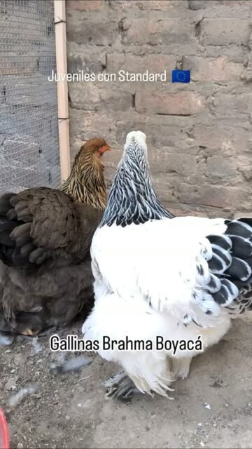 #brahmalight #brahmagoldpatridge #brahmadark #gallinas #gallinasbrahma🐔🐓🐥