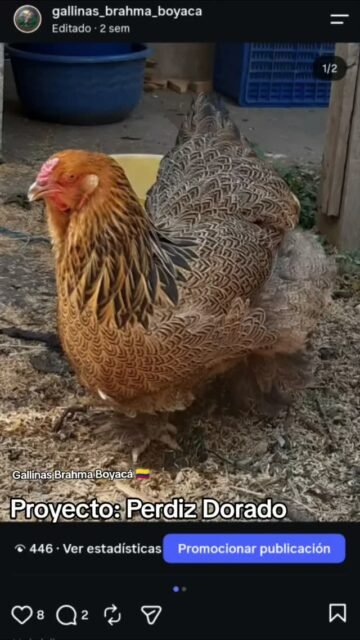 Gallinas Brahma Perdiz Dorado negro, proyecto. #gallinas #pollitos #gallinasbrahma🐔🐓🐥 #brahmachickens