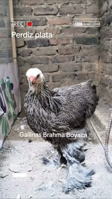 Pollitos Perdiz Plata que son los consentidos del galpón, van a ser nuestros reproductores #gallosbrahma #brahmadark #perdizplata #pollos #gallinas
