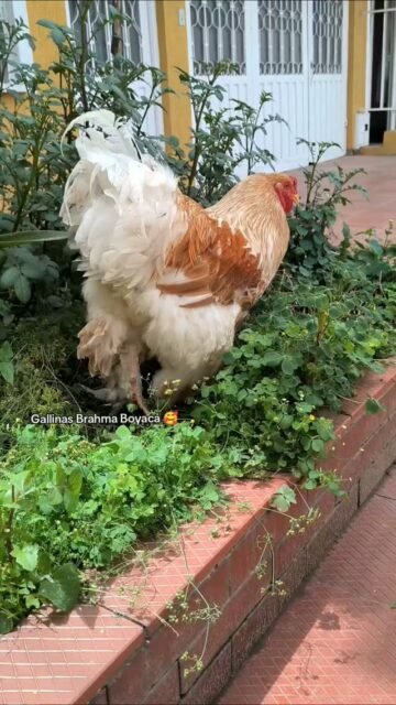 Uno de los consentidos de nuestro criadero, Gallo Brahma Buff Laced #gallosbrahma #gallinas #brahmachickens #gallinasbrahma🐔🐓🐥
