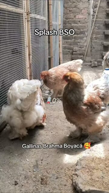 Gallinas Brahma Splash BSO #gallinas #brahmachickens #galinhasbrahma #pollitos