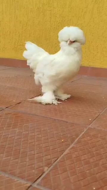 Conocías a la raza de gallinas Sultán o sultanes? #gallinas #avicultura #sultanchicken