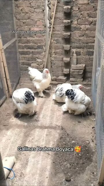 Nuestro futuros reproductores armiñados, juveniles de 5 y 4 meses #gallinas #gallosbrahma #brahma #brahmachickens #galinhasbrahma