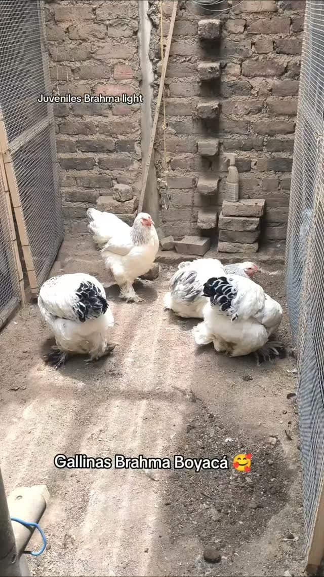 Nuestro futuros reproductores armiñados, juveniles de 5 y 4 meses #gallinas #gallosbrahma #brahma #brahmachickens #galinhasbrahma