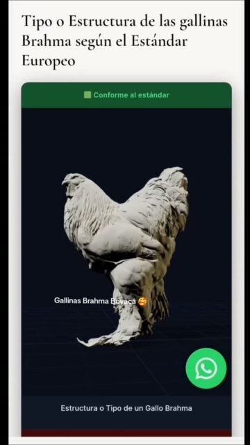 Tipo o Estructura de un gallo brahma según el estándar General Europeo. #gallosbrahma #gallinas #brahmachickens #gallos