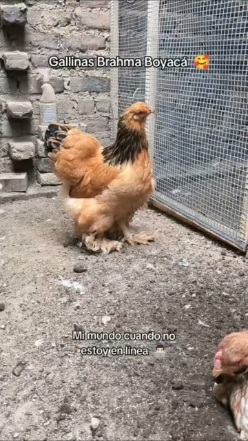 Gallinas Brahma en Colombia  #gallinabrahma #gallinas #brahmachickens #pollos #gallos