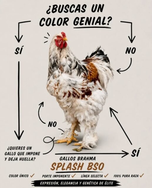 Gallinas Brahma Splash BSO en Colombia  #brahmachickens #GallinasBrahma #galinhasbrahma #avicultura