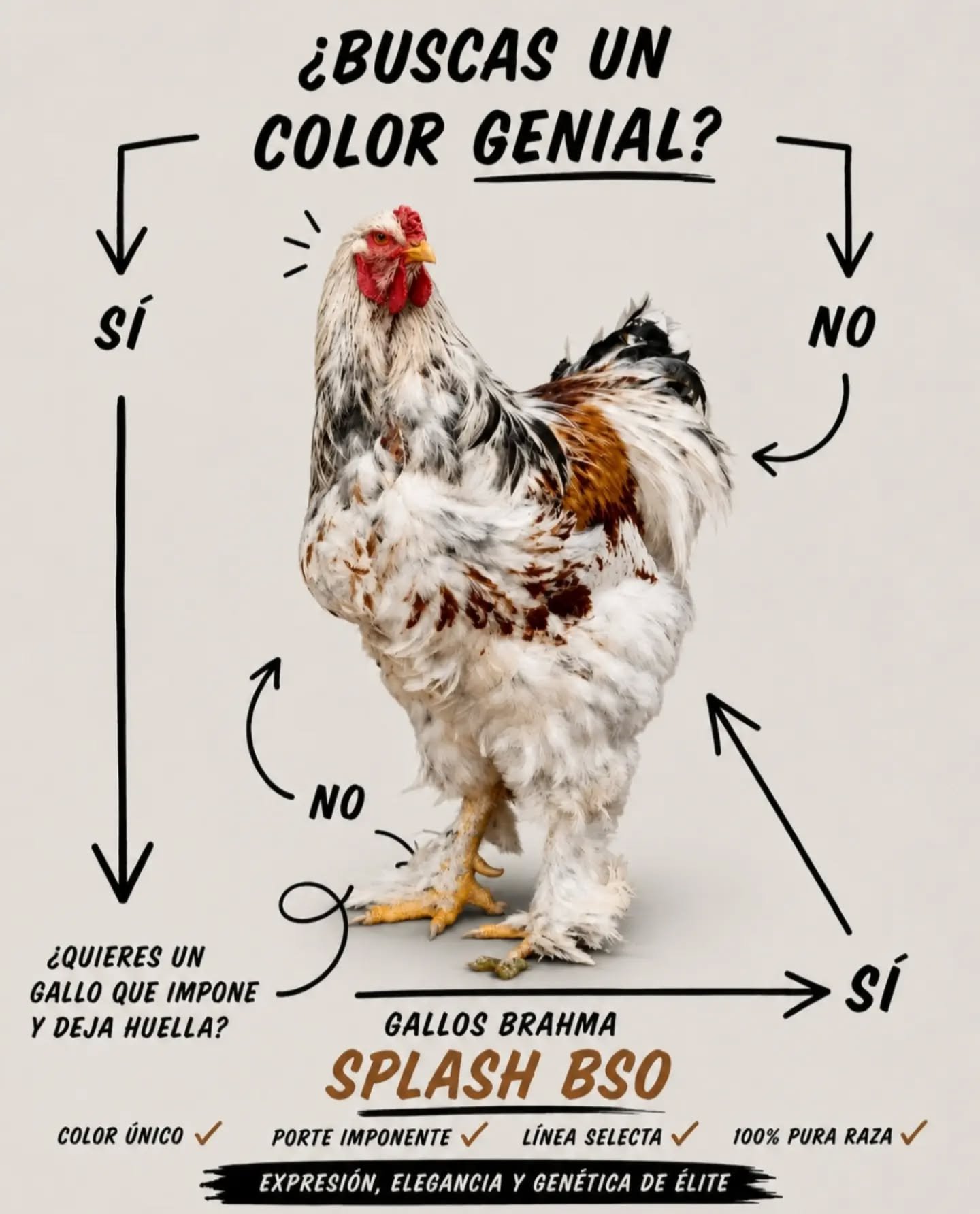 Gallinas Brahma Splash BSO en Colombia  #brahmachickens #GallinasBrahma #galinhasbrahma #avicultura