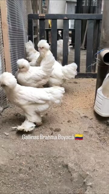 Gallinas Sultán en Colombia #gallinas #avicultura #gallinascopetonas