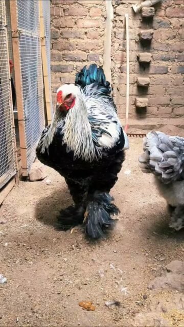 Gallinas brahma perdiz Plata #brahmachickens #gallinasbrahma🐔🐓🐥 #galinhasbrahma #GallinasBrahma #avicultura