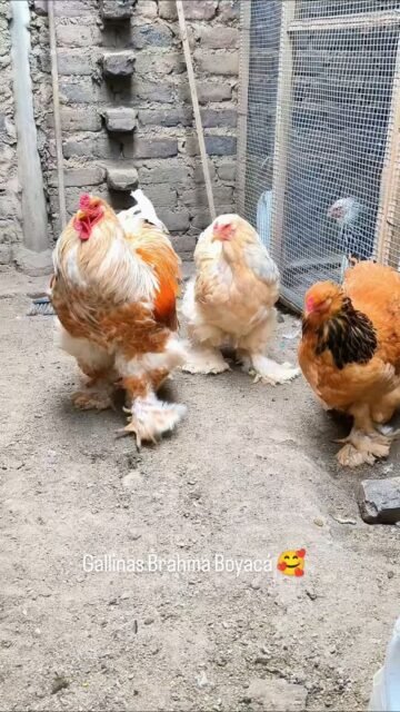 Los rubios del criadero, #gallinas #brahmachickens #gallinasbrahma #galinhas