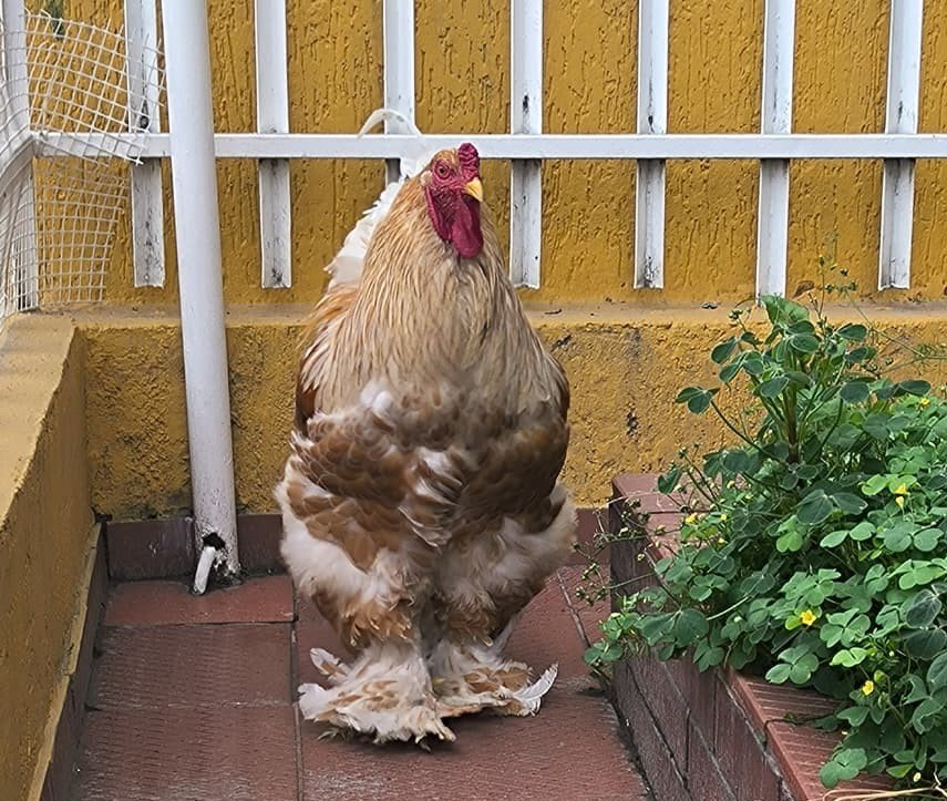 Pareja de Brahma Buff Laced con tarsos emplumados en el criadero de Boyacá