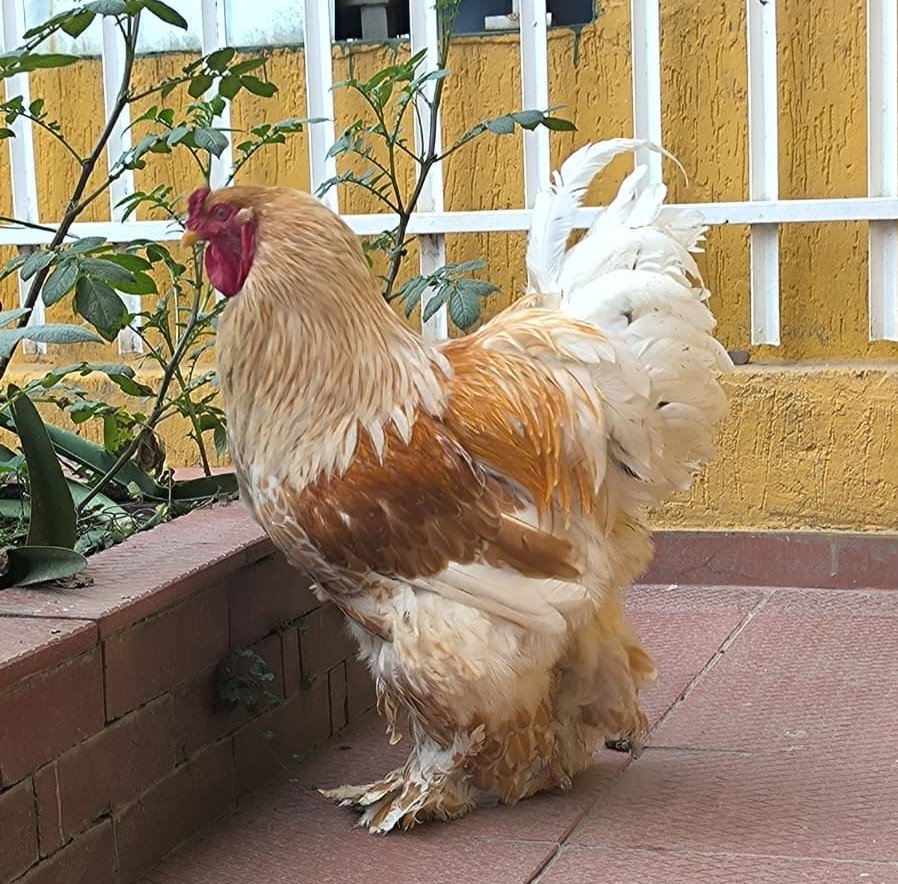 Lote de gallinas Brahma Buff Laced criadas en el altiplano de Boyacá, Colombia