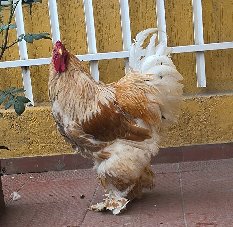 Gallina Brahma Buff Laced en venta en Boyacá con dorado limpio y borde crema