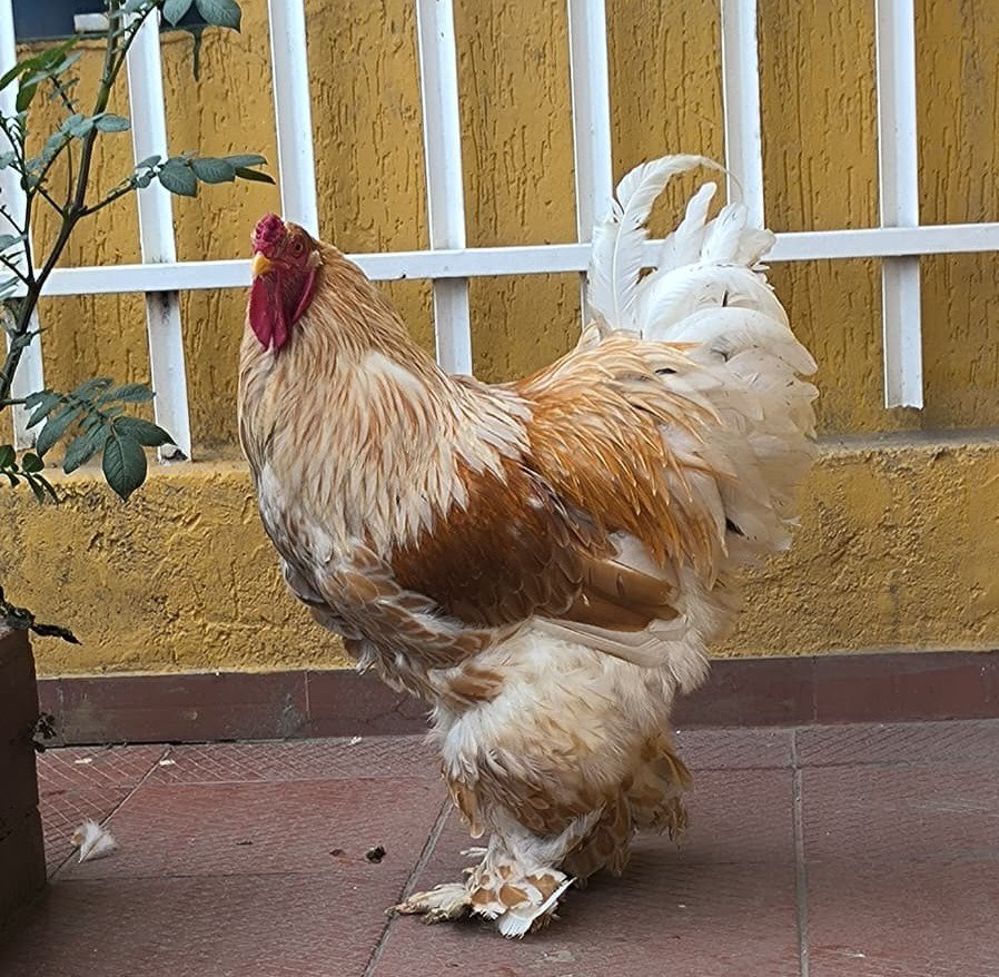 Gallo Brahma Buff Laced adulto mostrando el encaje crema sobre el dorado buff