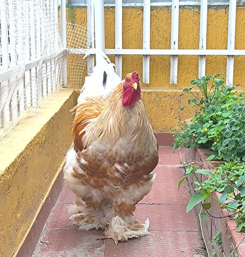 Gallinas Brahma Buff Laced en el criadero de Boyacá, Colombia, con plumaje dorado y encaje crema