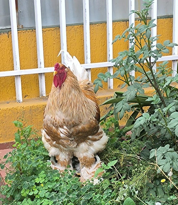 Gallina Brahma Buff Laced en Boyacá con plumaje dorado bordeado de encaje blanco crema