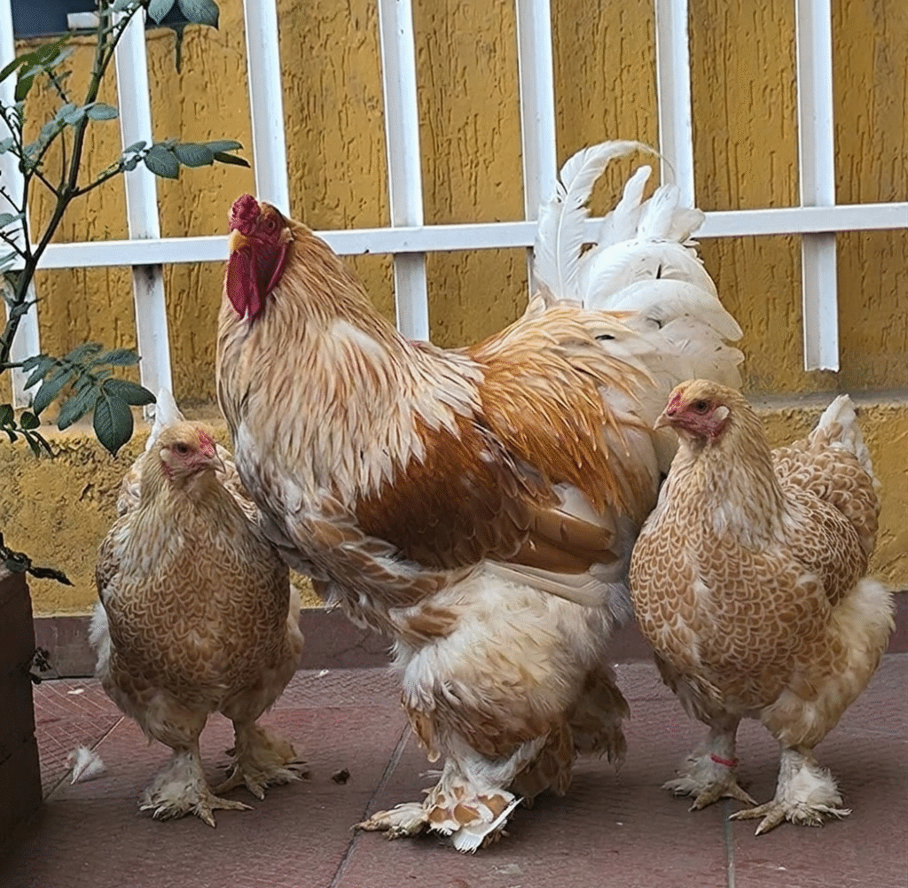 Brahma Buff Laced en colombia