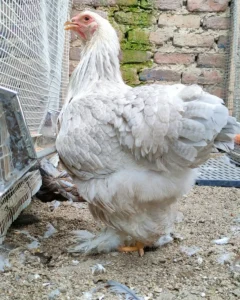 Gallina Brahma Isabel en colombia sogamoso