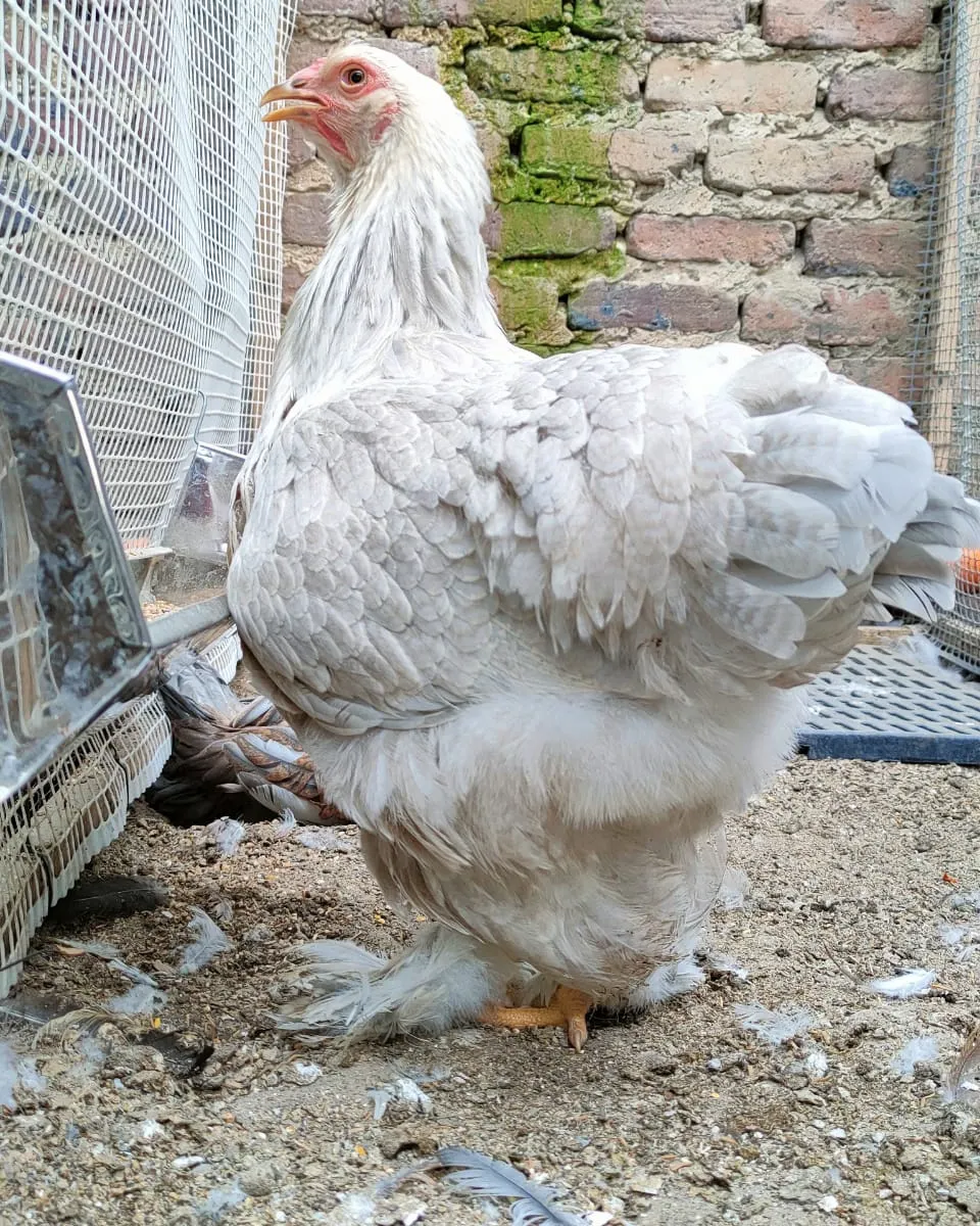 Gallina Brahma Isabella de color lavanda diluido en Sogamoso, Boyacá