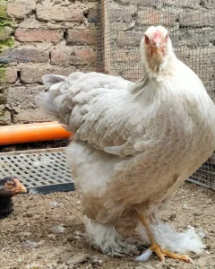 Gallina Brahma Isabel en colombia sogamoso