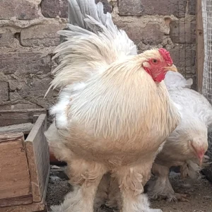 Gallina Brahma Isabel en colombia sogamoso
