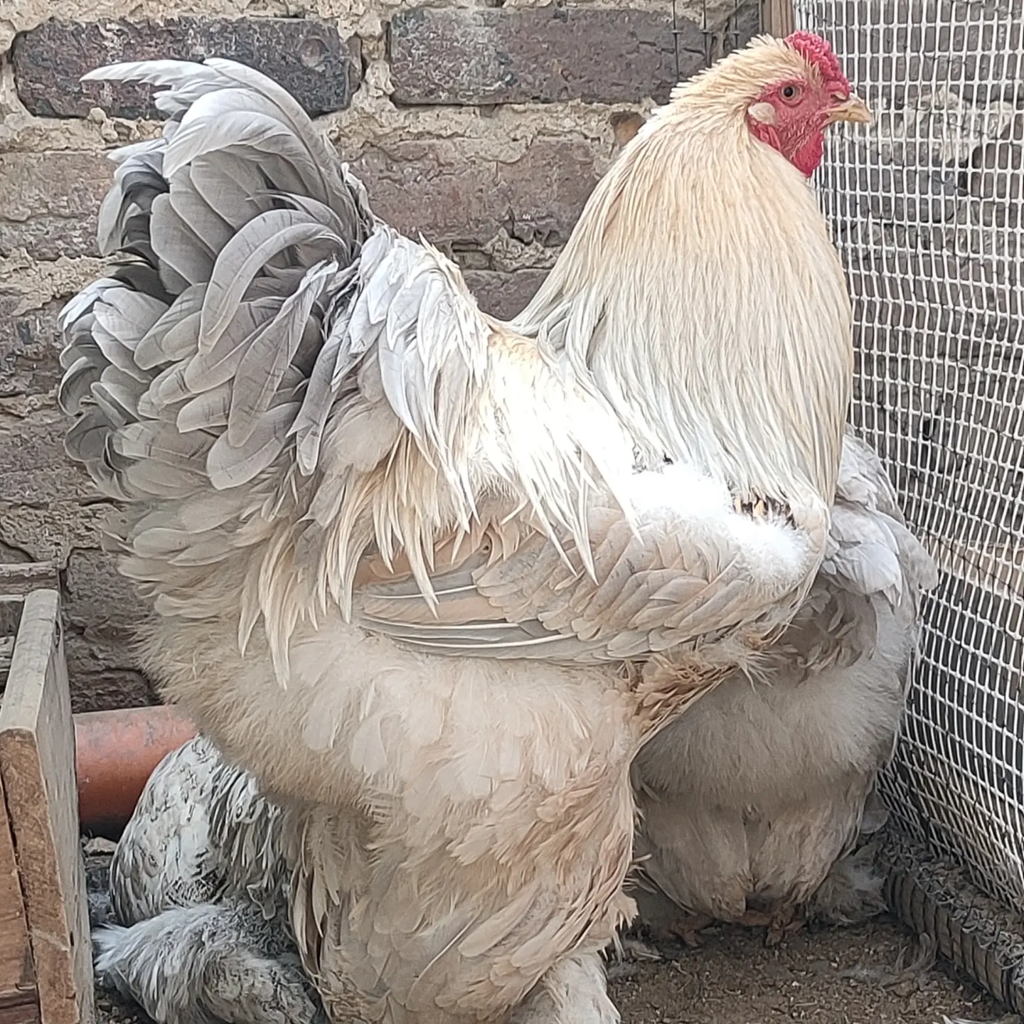 Gallina Brahma Isabella mostrando su plumaje lavanda crema