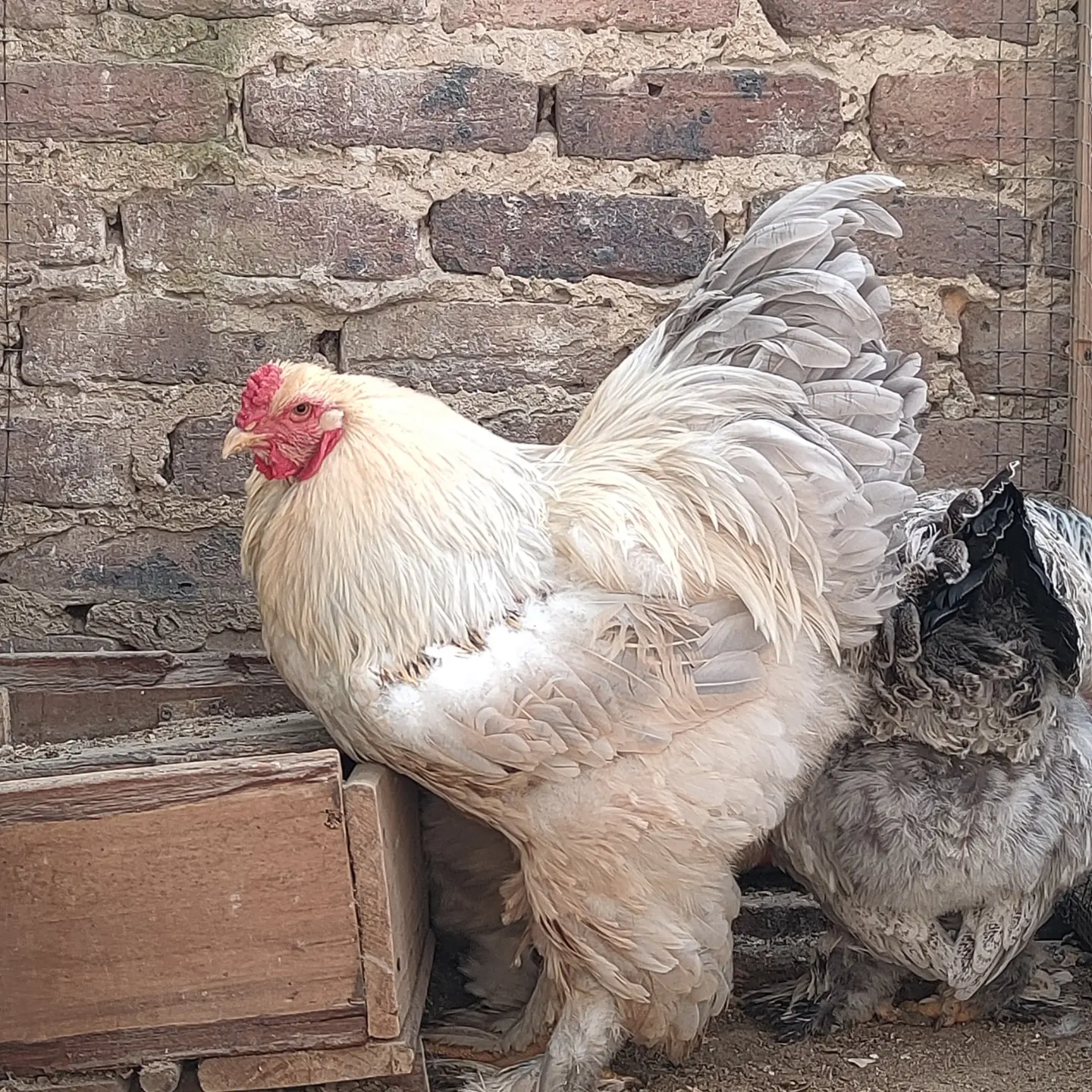 Gallina Brahma Isabella color lavanda en el criadero de Boyacá, Colombia