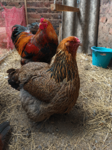 Gallinas Brahma perdiz dorada en colombia sogamoso